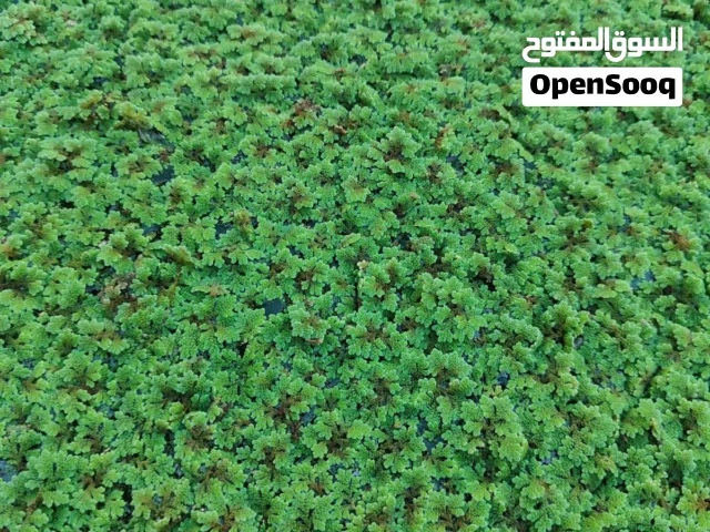 للبيع نبته الازولا