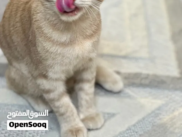 سكوتش فولد