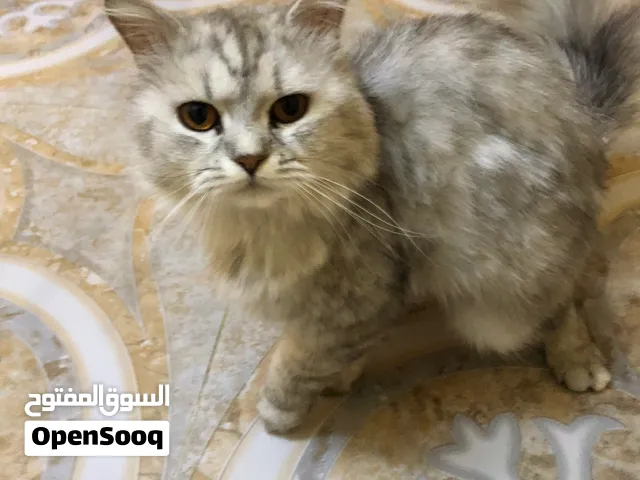 البيع سنور شرازي