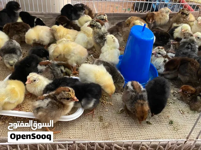صيصان دجاج مكس
