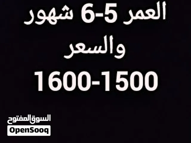 مطلوب حولي