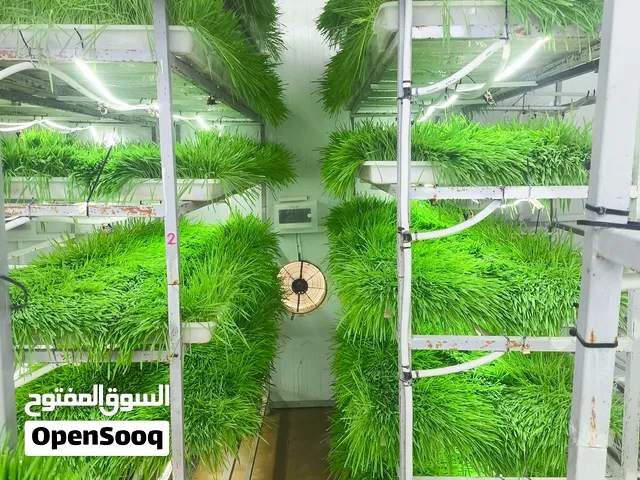 شعير مستنبت