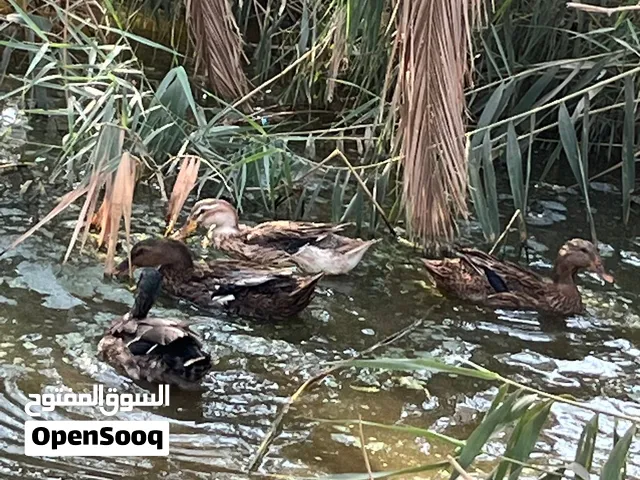 بشوش خضيري