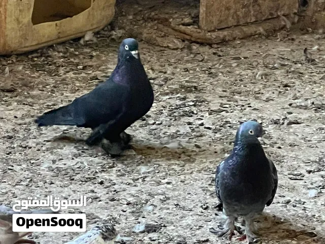 للبيع دفعة واحدة أو بالأزواج: حمام زينة أرجل ريشية (شركسي وعبسي)