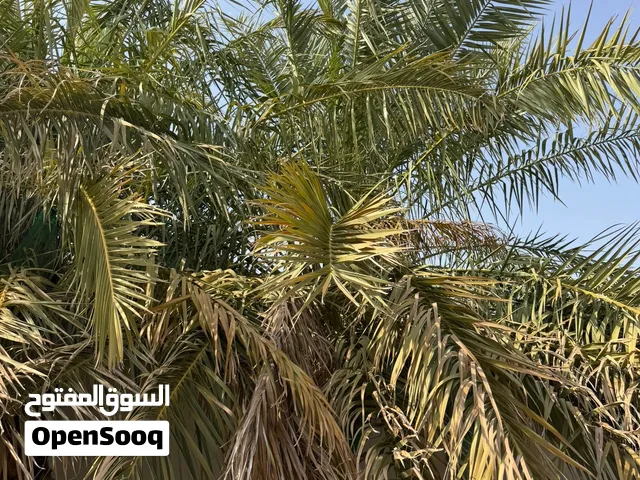 نخل 8 للبيع