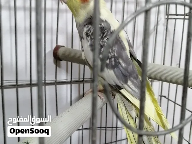 طائر ذكر كوكتيل