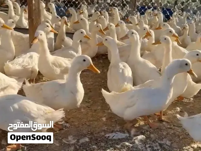 بط للبيع جاعز لإنتاج والأكل