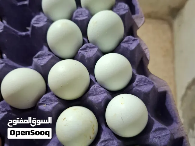 دجاج اوركانو
