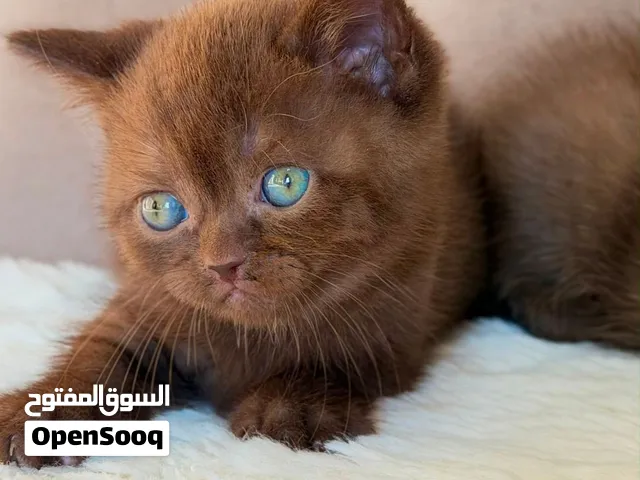 قطه برتش سينابون للبيع