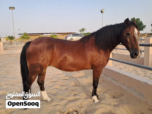 Mare for Sale فرس للبيع Razeen Abu Dhabhi