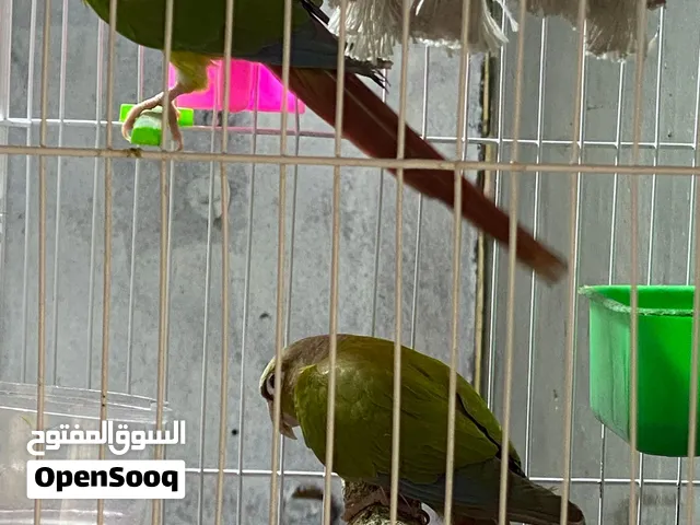 كنيور ااناس اقرا الوصف