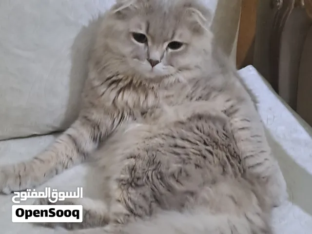 قط ..للتبني