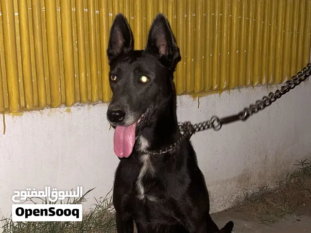 ميلينوا عمرها 9 شهور ناشطة كيف مجرية