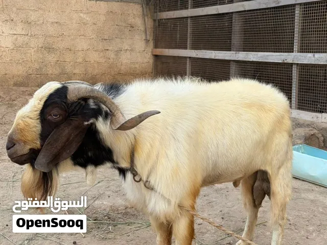 تيس باركود فحل سلاله طيبه النوع نادر سلاله نادره  ومقاومه للحر ومانتهن قويه