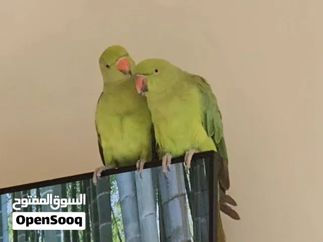 جميع انواع الطيور المروضه