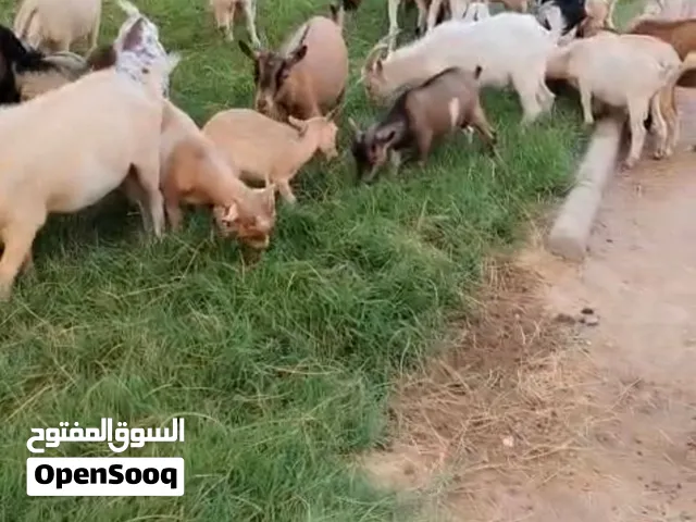 للبيع جيكيات ماعز قزمي جملة إناث و ذكور