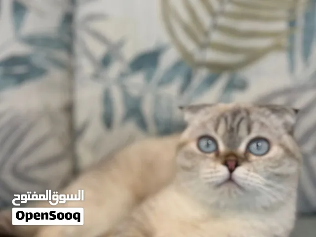 Scottish Fold ears Blue eyes