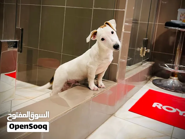 Jack Russell puppy