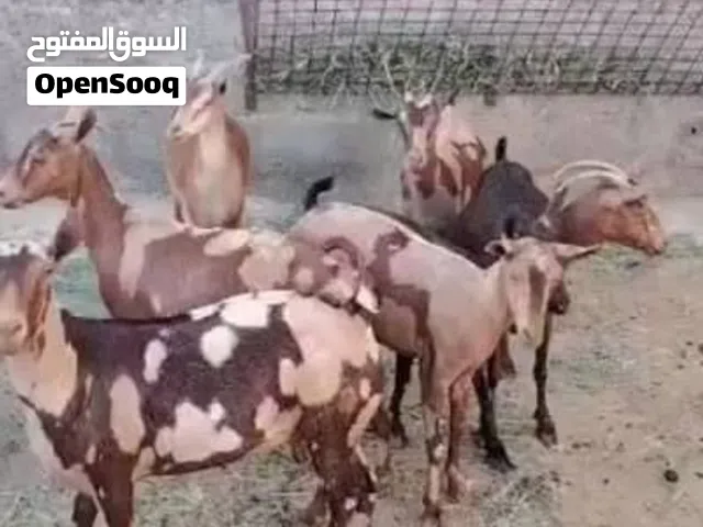 مطلوب اغنام صلاليه بالجمله
