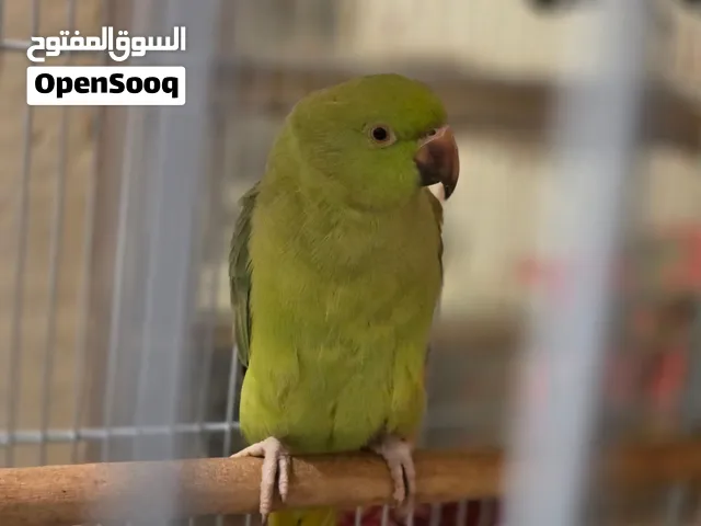 زوج درة ب 150 الف