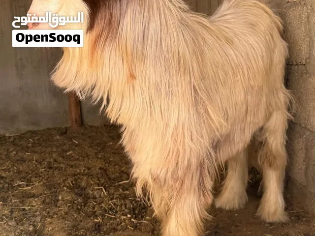 تيس من حلال الرحوب حار بصحه ممتازة كل شي فيه صاحي يصلح الإنتاج والذبح بدون ريحه  عمره سنه و3شهور