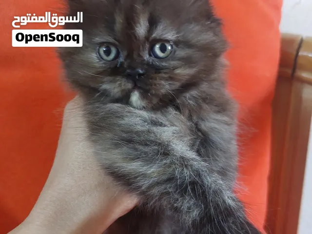كتن سكوتش مكس هملايا
