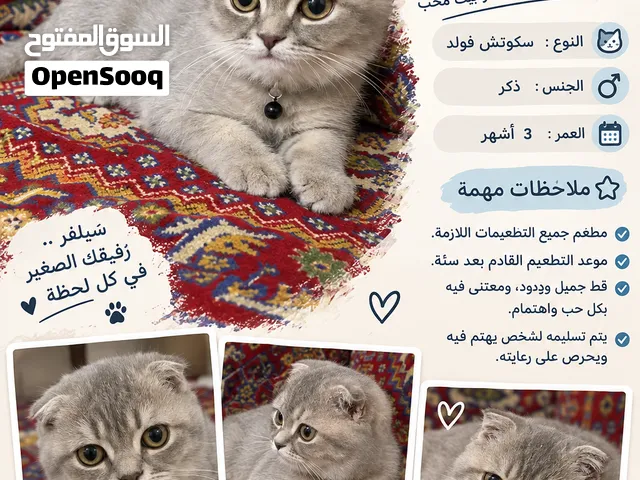 قطط سكوتش فولد
