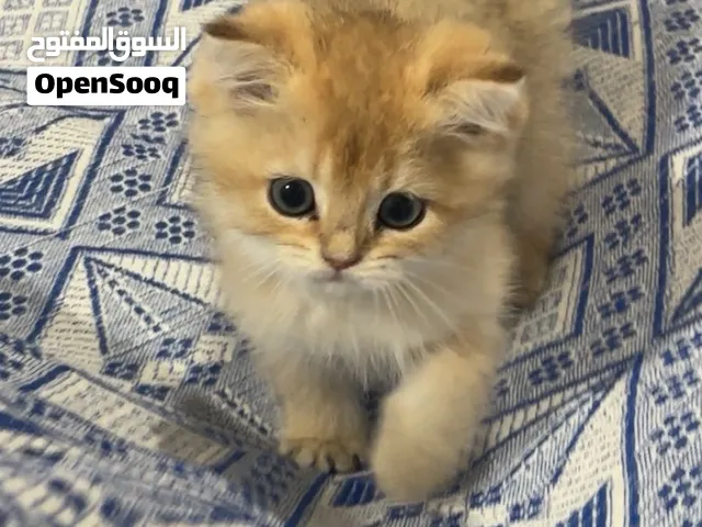 2 kittens British shorthair ny12  2300AED
