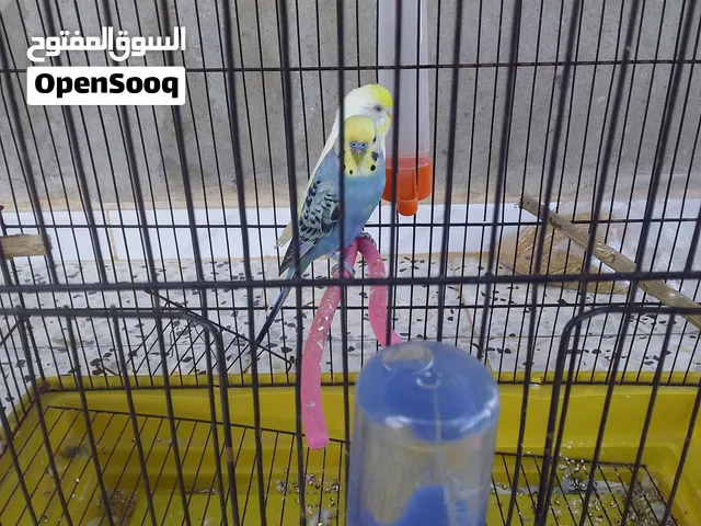 كوبية عصافير ذكر رينبوا وانثى بقلينوا انجليزي للبيع