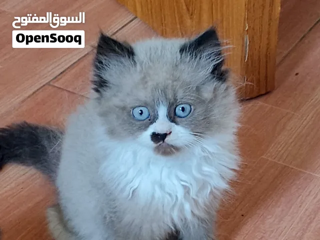 cat for sale