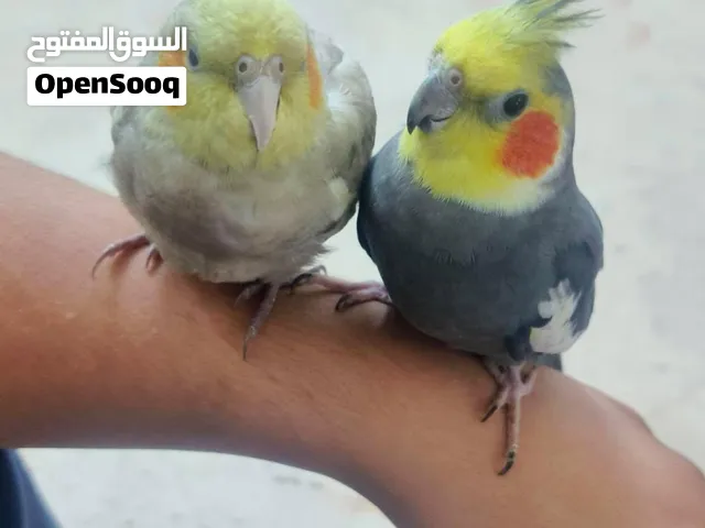 زوج كوكتيل كرواني اقره الوصف زين