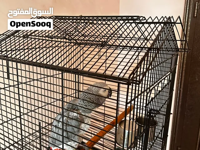 i want to sell it to me my parrot