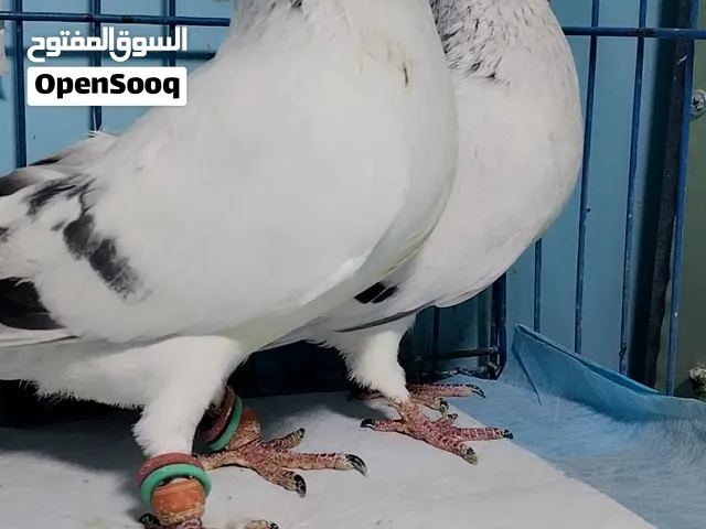خمس جواز نخب للبيع كوم ب100د
