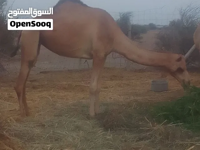بتاعت خلاص