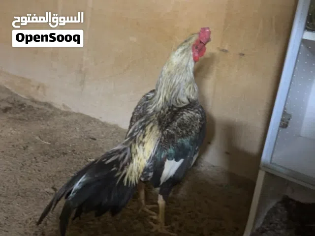 Aseel for sale