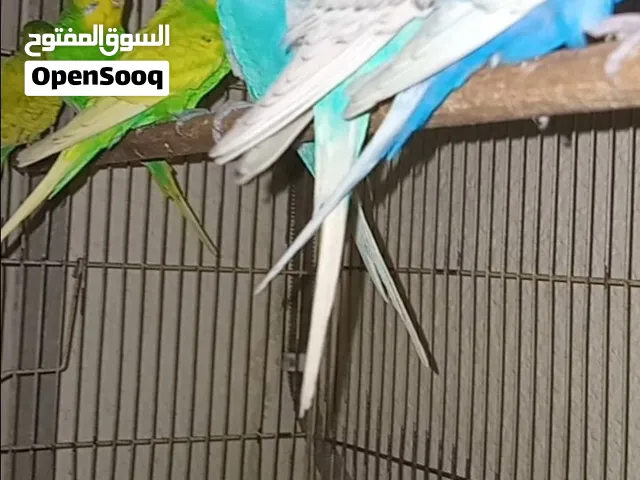 Budgies, nesting boxes , bird breeding pots, and cages available in different sizes.