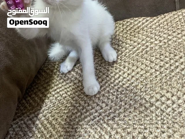 للتبني مجانا النوع ذكر