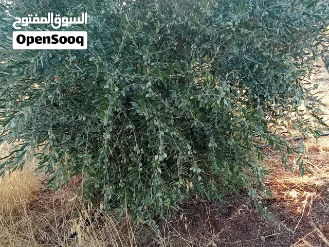 مزرعة زيتون