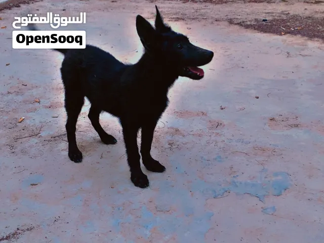كلبه للبيع.     مينوا. بلاك.   انته.         500.