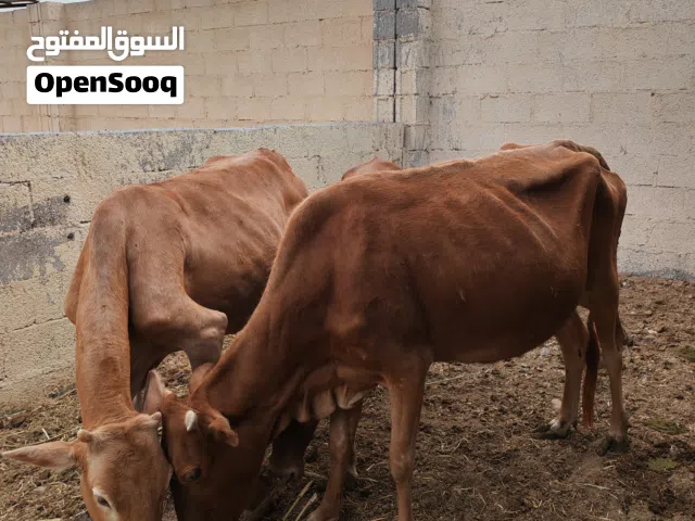 عاجل للبيع عدد 2 ابقار عمانيه سمينه