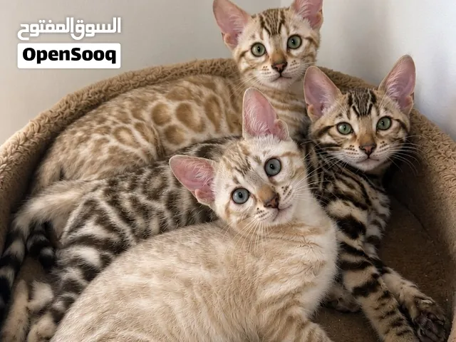 Pure Bengal Kittens