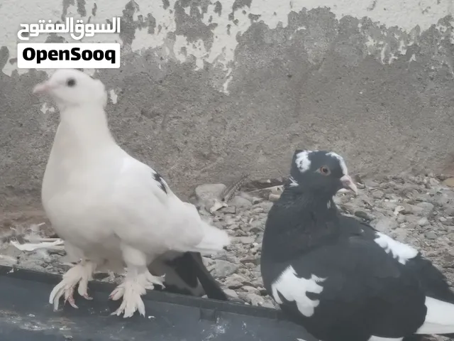 حقم للبيع ينفع للذبح او التربيه