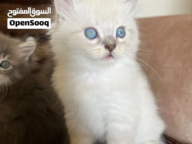 Mixed ragdoll and persian