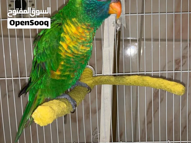 ببغاء لوري