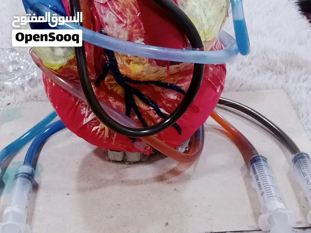 مجسم قلب تفاعلي مجسم تعليمي ضخ هيدروليكي (مع سرنجات وأنابيب)