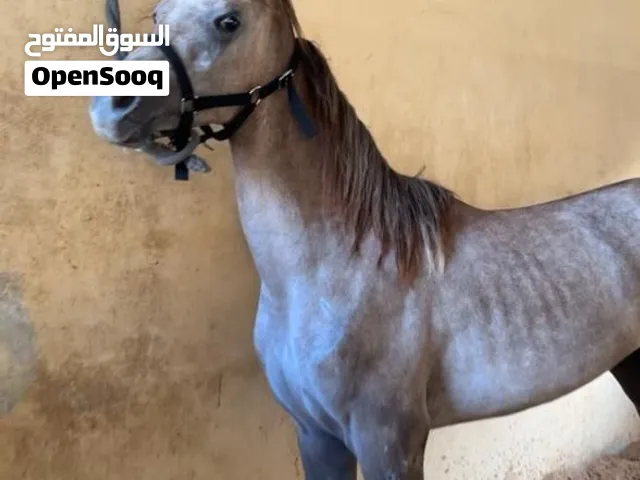 مهر سنه و شهور للبيع مع الجواز واهو 5000 درهم فقط
