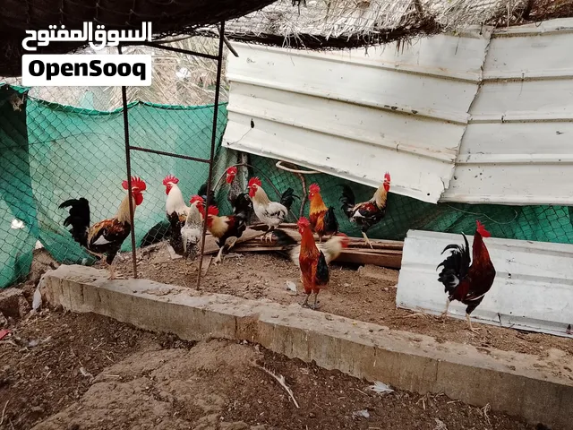 تتوفر هنا ديوك محلية؛ فمن يحتاج إلى واحد منها، يرجى الاتصال.
