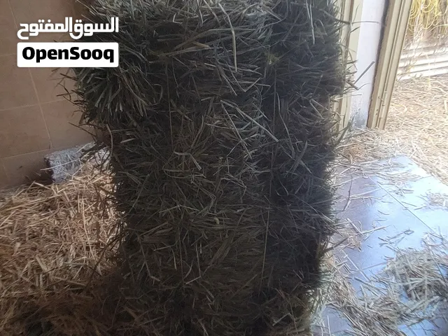 برايد علف حيوانات بنادل كبار مقصوص اليوم