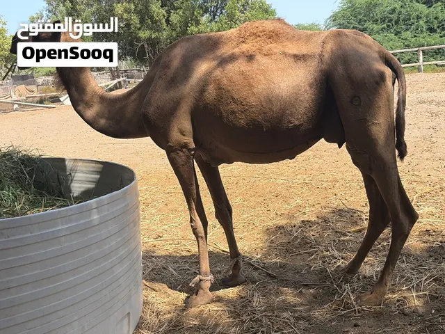 ناقه مدني شهر 10 من قماري العاصفه الناقه ابوه طماع بن مصلح وامه سعوديه ناقه طيبه تبارك الله