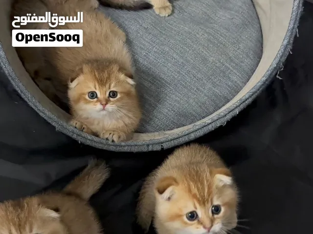 قطط سكوتش فولد (للبيع)